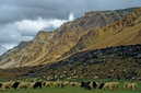 01_Ladakh_2000_Hemis_Trek_Bild_075