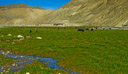 02_Ladakh_2000_Hemis_Trek_Bild_037