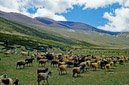 03_Ladakh_2000_Hemis_Trek_Bild_026