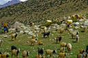 03_Ladakh_2000_Hemis_Trek_Bild_032