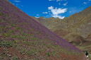 03_Ladakh_2000_Hemis_Trek_Bild_053